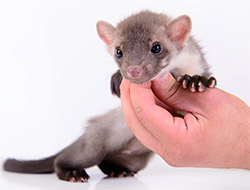 Rockwall Heath Ferret Veterinarian